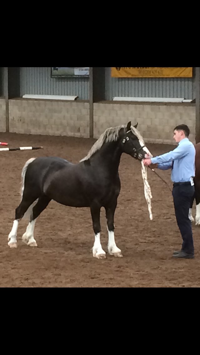 elingreene's tweet image. #sectionc #colt #welsh #winner