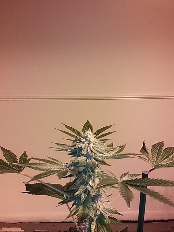 cmartin0725's tweet photo. #deadnorth #buddhastree #PK918 #cleanrootsplatforms #Melvanetics #420 @EastCoasterDam @aksuperk. Week6 tues/9-10w https://t.co/bWaIWZ8bE5