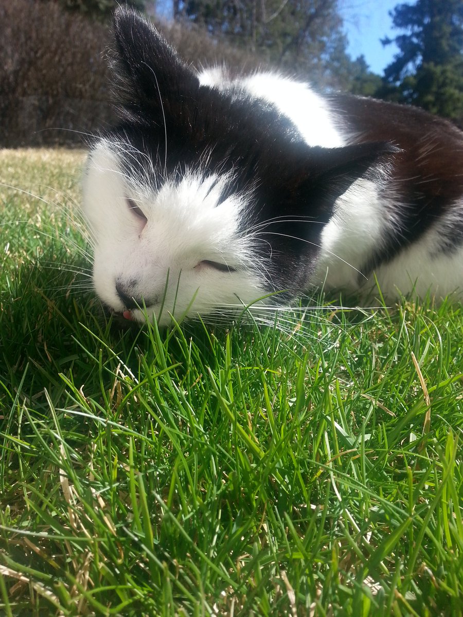 eggbumm's tweet image. @AmazingPhil @danisnotonfire #IActuallyWentOutside and ran into two majestic creatures ✌ 🐈