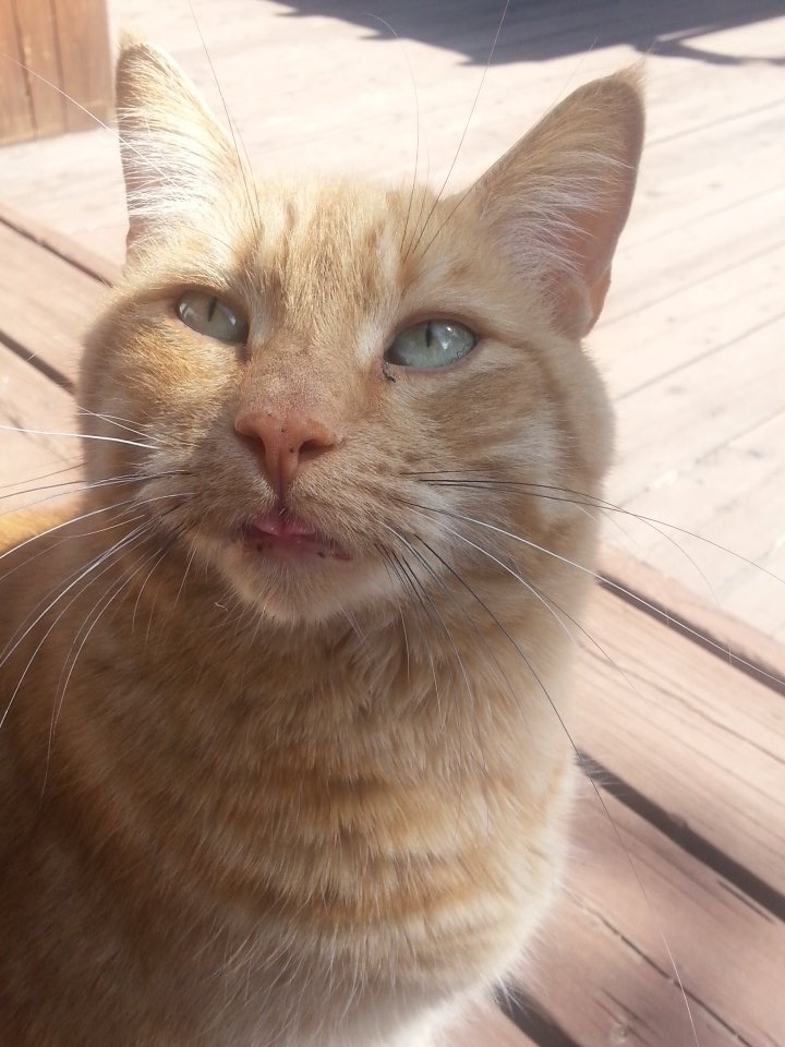 eggbumm's tweet image. @AmazingPhil @danisnotonfire #IActuallyWentOutside and ran into two majestic creatures ✌ 🐈