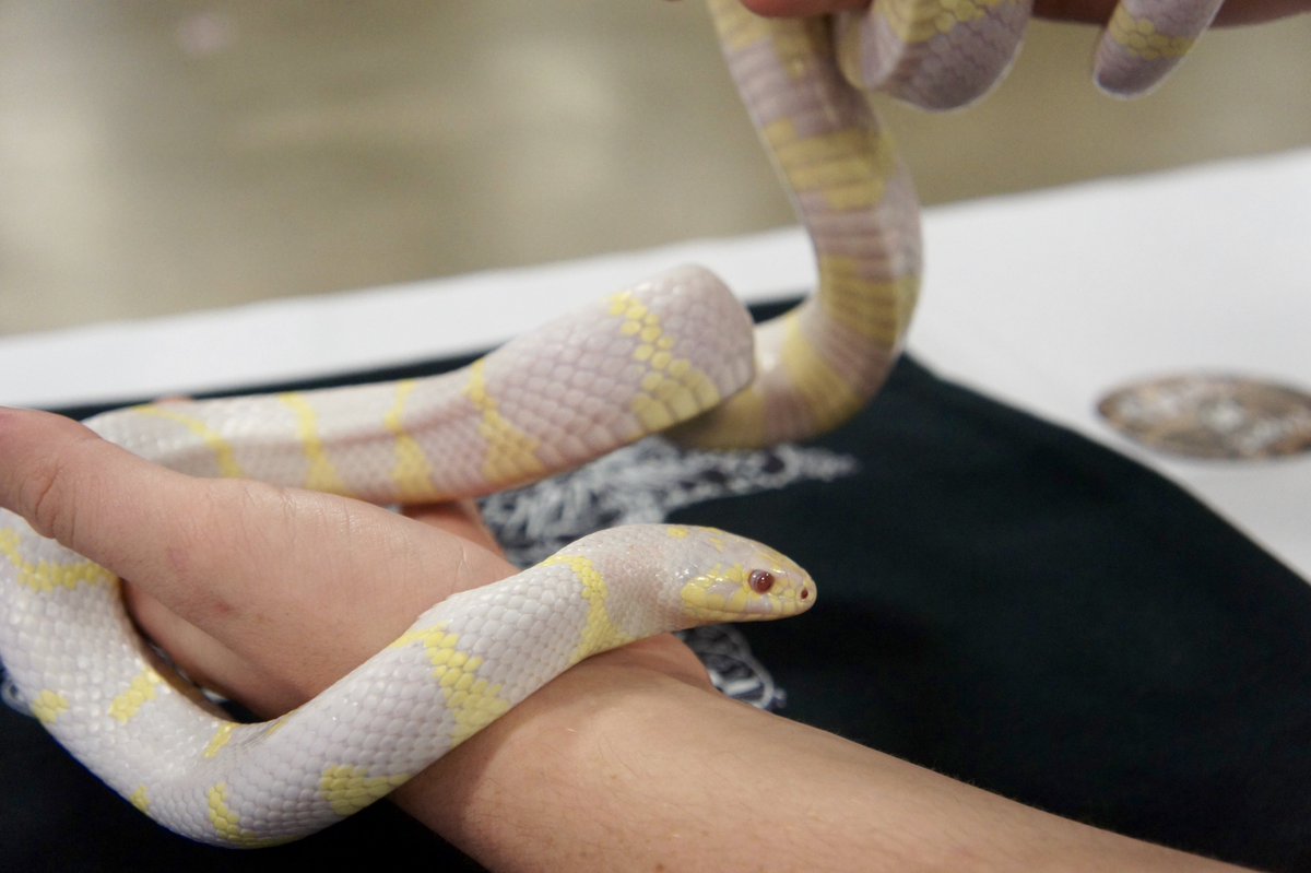 Texas_Snakes's tweet photo. Here's a photo recap of our weekend at Lone Star Rattlesnake Days: https://t.co/UCWhoqpbqK https://t.co/GaUOMLJLr1