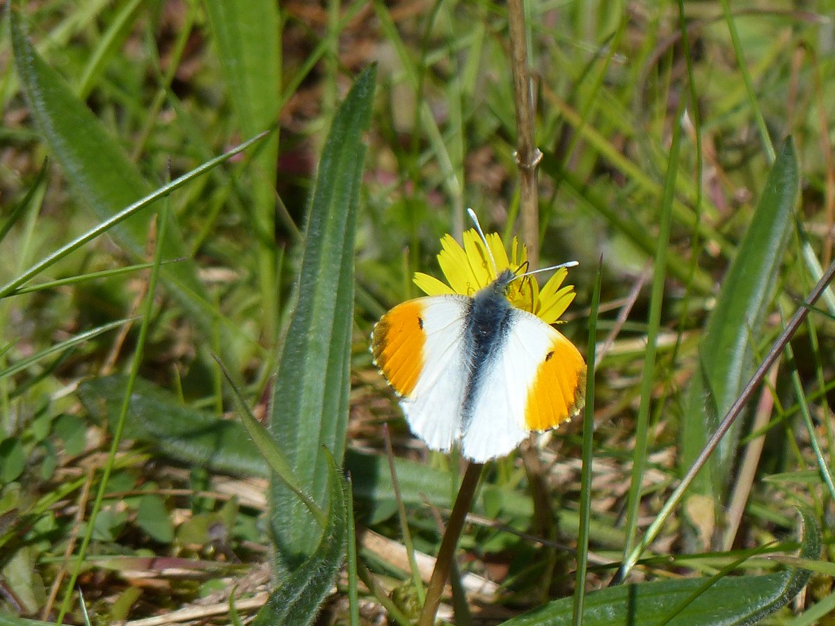 DEBALMER's tweet photo. Finally seems as if spring is here. 12 Orange-tips and 10 Brimstonealong a ride in Thetford Forest this afternoon. https://t.co/uiYDj2XOHL