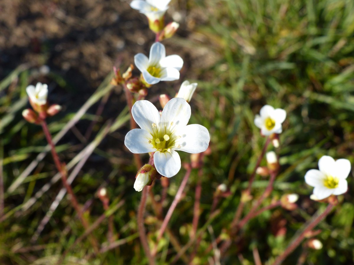 DEBALMER's tweet photo. Finally seems as if spring is here. 12 Orange-tips and 10 Brimstonealong a ride in Thetford Forest this afternoon. https://t.co/uiYDj2XOHL