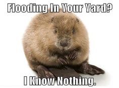 DeneLegalEagle's tweet photo. Obvi the Beaver is my spirit animal. Water rules everything around me. #WREAM #decolonizingwatergovernance https://t.co/lw2GhwUNNQ