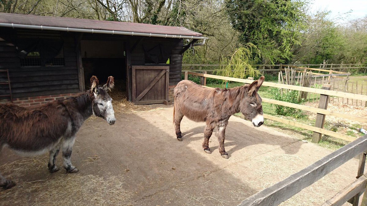 FollysFarm's tweet photo. Lovely sunny afternoon at Folly's Farm :-) thanks to all who visited! #donkeys #sunnyday #nonprofit https://t.co/r5hTTp1WDL