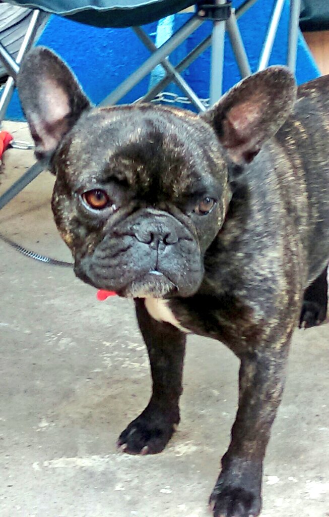 TheMuffinMakery's tweet photo. Didn't get to see much of this beauty @RAFarmersMkt Saturday @AllThingsSaucy he was such a good boy #cheeseeater https://t.co/Ly4gRPLtAS