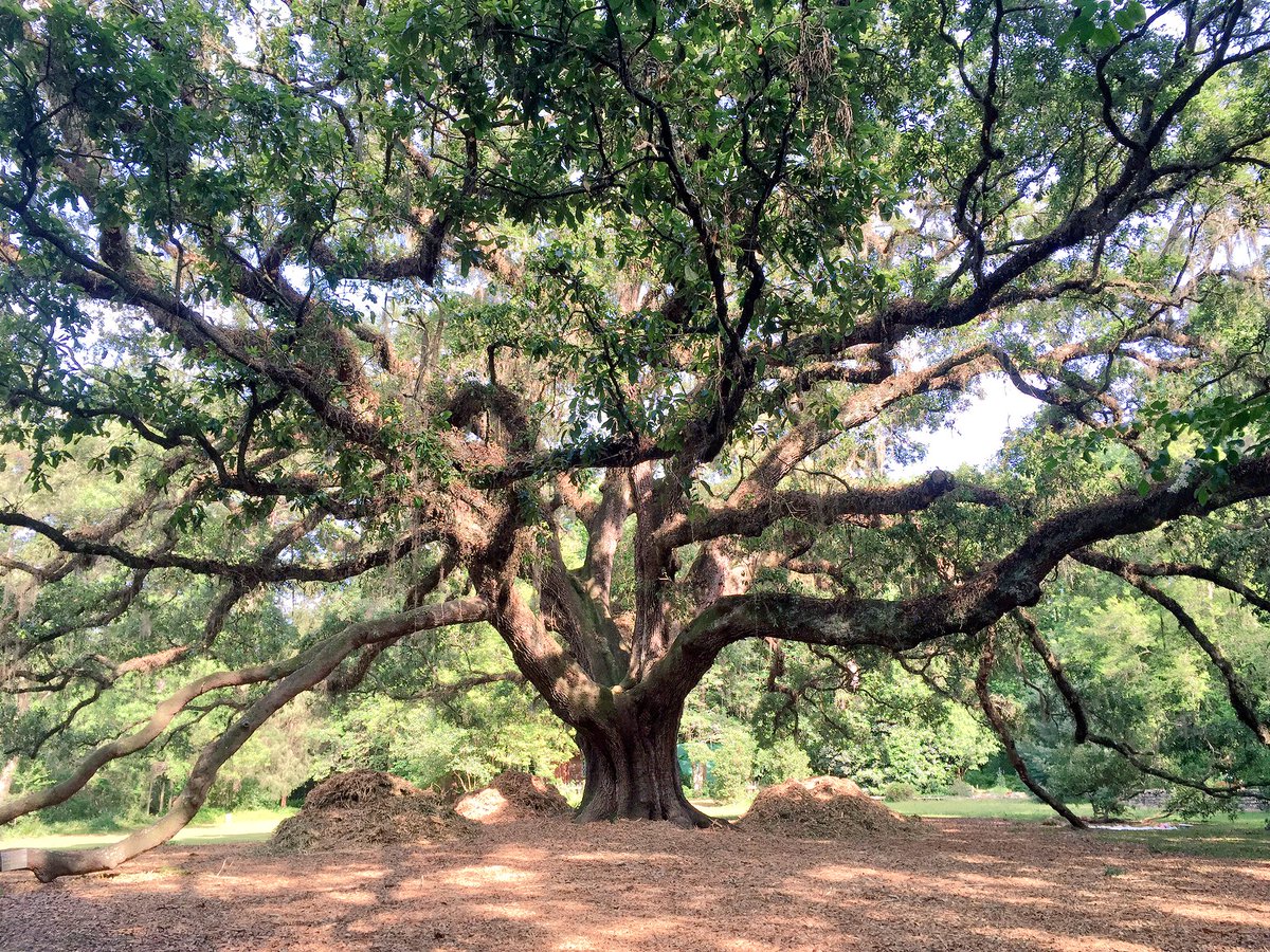 Stephen_Kubiak's tweet photo. Like something out of a storybook. Lichgate in @Visit_Tally #ihearttally #LoveFL https://t.co/QLkMHsUwdS