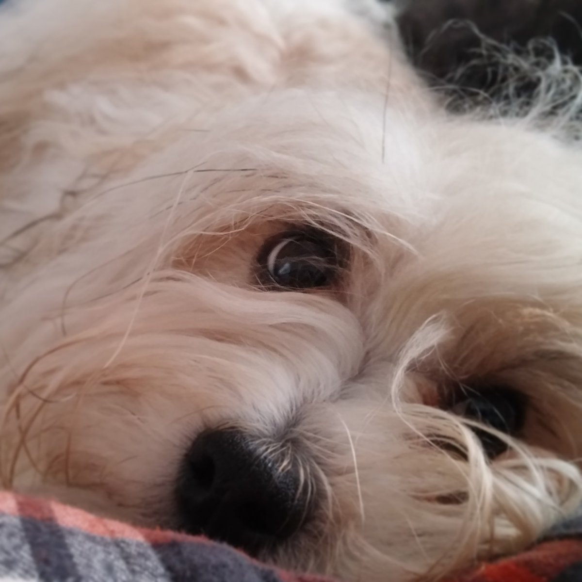 Kat_Christine's tweet image. Predictability: If you have #Havanese you have a soulmate. #isignedupforthis #NationalPurebredDogDay