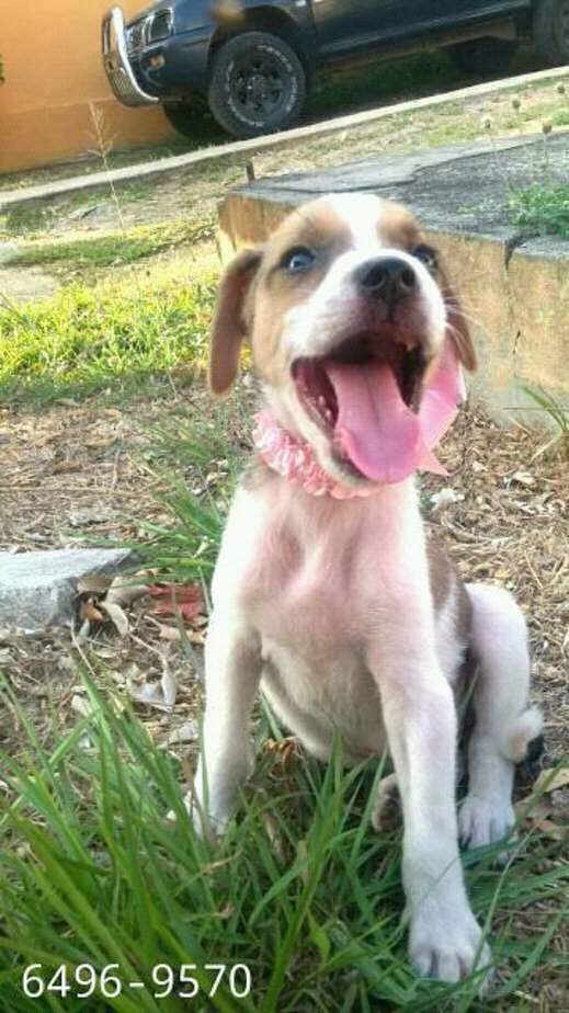 MilyLú en adopción, esterilizada. 2 meses, area Oeste. <a href="/BlandonJose/">José Isabel Blandón</a> @laonetwo507 <a href="/PeludosComunica/">PeludosComunican507</a> <a href="/CuadrillaPenny/">Cuadrilla Penny</a>