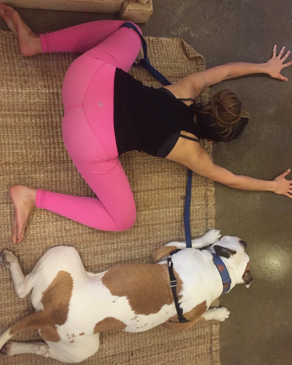 FitOrganiX's tweet photo. @CesarSaysBark does his best #frogpose with his girlfriends at @PowerYogaCanada #Oakville #love #yoga #Namaste https://t.co/JUTLB7bi3M
