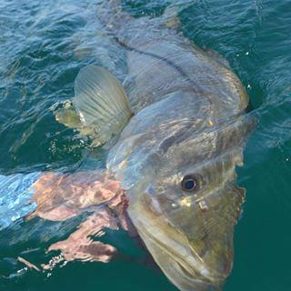 MythicFishing's tweet photo. What a MONSTER! #fishing #fishingofinstagram #hooked https://t.co/q4IKeyLzgz