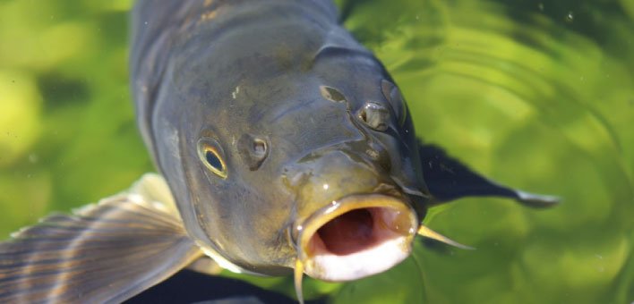 CatchAnythingUS's tweet photo. After Carp? Here's 3 killer rigs for carp fishing. https://t.co/JwKgOU8qaU #carp #carpfishing https://t.co/KQ3cV3dedS