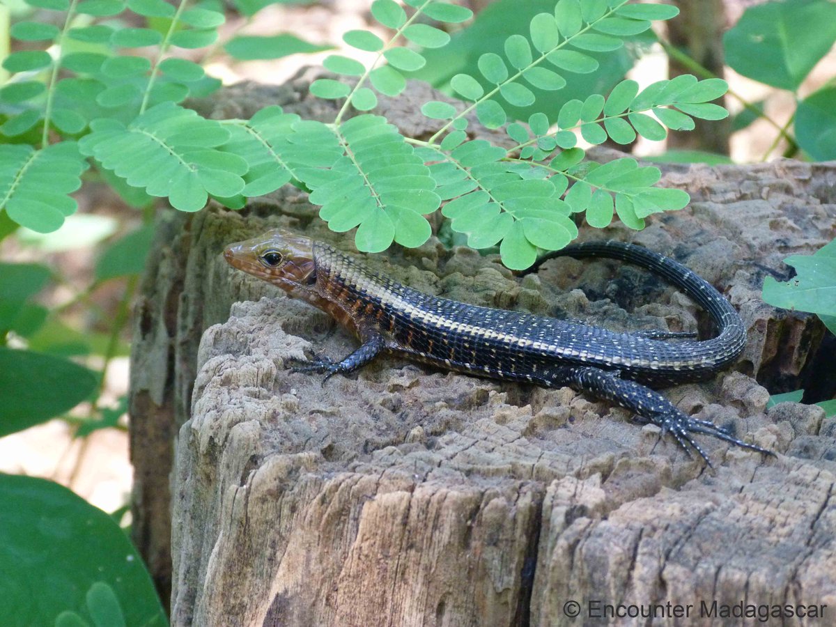 ENCOUNTERMADA's tweet photo. The plated lizard is easily found during your stroll in #Ankaranfantsika NP #Madagascar #reptile #wildlife #travel https://t.co/svgvMOnob0