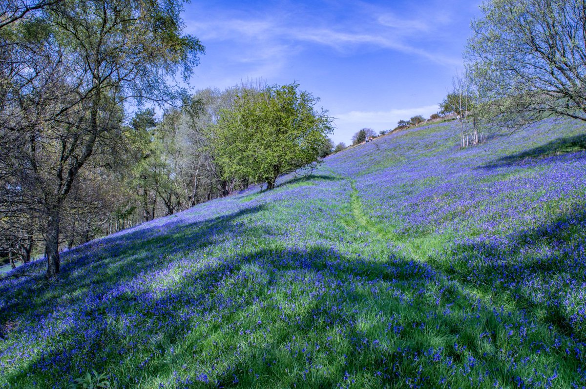 Photo of the morning from David <a href="/VideosSky/">Bright Sky Videos</a>. 
#Bluebells and blue skies, at the base of Blackhill, #Malvern Hills.