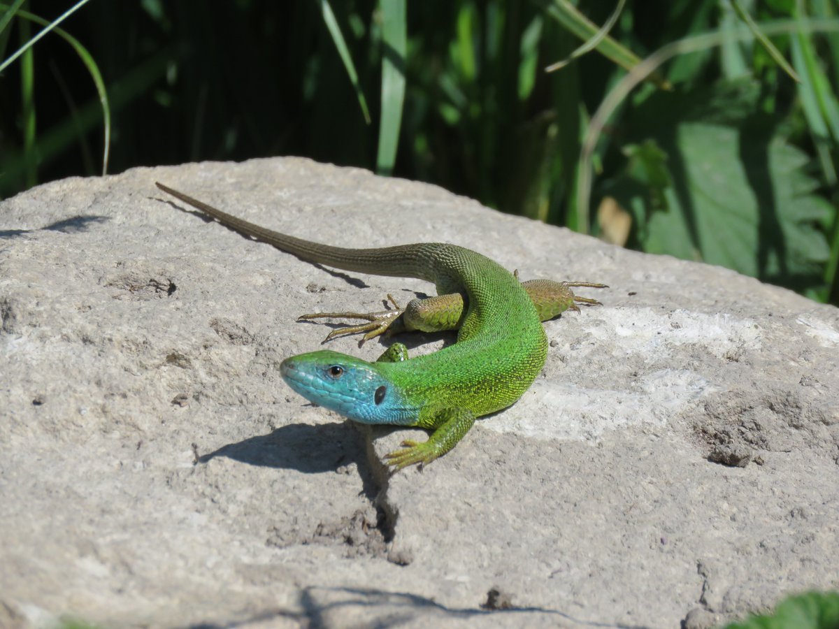 SkeinNature's tweet photo. We look at other taxa as well!. How about his green lizard, basking in the Zemplen sunshine? https://t.co/zfGAPTCo0o