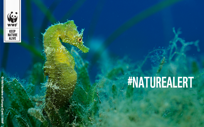 WWFespana's tweet photo. En el #DiadeEuropa, no olvidemos la grandísima riqueza que es nuestra biodiversidad. Debemos protegerla #NatureAlert https://t.co/V8Sh3jWfiu