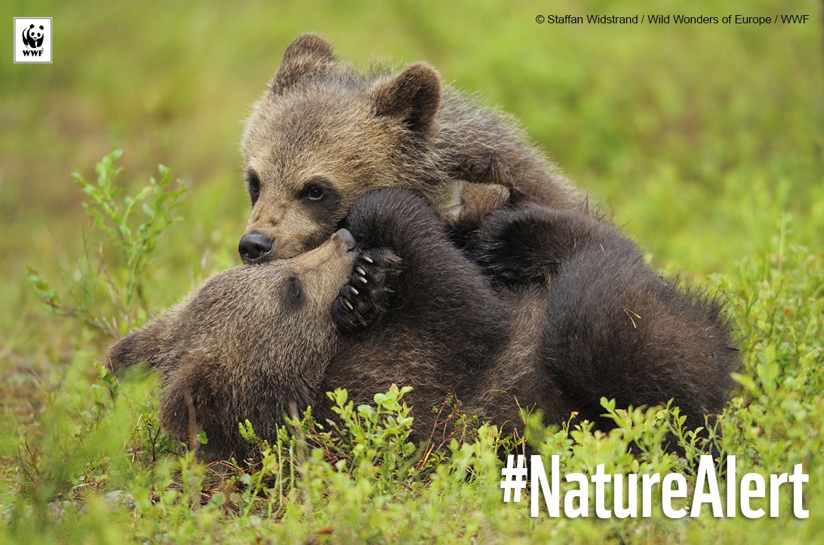 WWFespana's tweet photo. En el #DiadeEuropa, no olvidemos la grandísima riqueza que es nuestra biodiversidad. Debemos protegerla #NatureAlert https://t.co/V8Sh3jWfiu