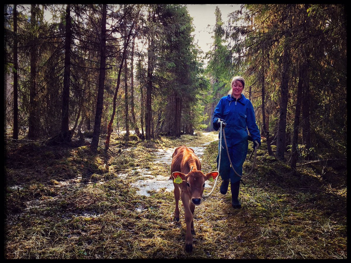 jonwillliam's tweet image. Morgonmys✨ #fjällko #jersey #enbonde #minlandsbygd #funäsfjällen #kalv