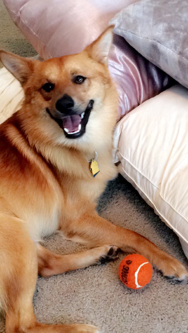 SunflowerCait's tweet photo. I don't know if I rescued you or you rescued me. I know we don't speak the same barks, but I love you so much. https://t.co/5AC38sObCl