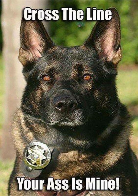 Beautiful #K9