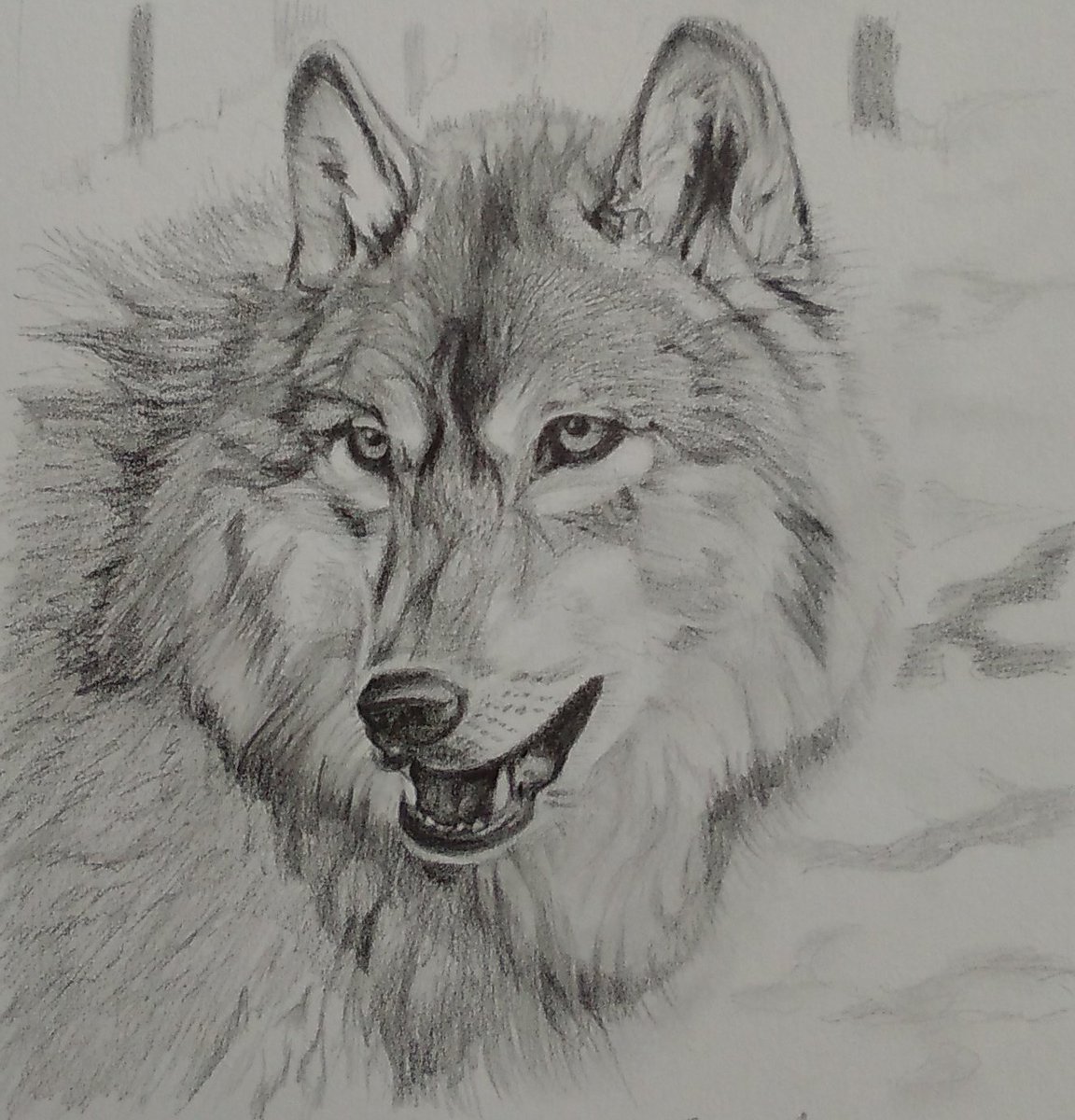 てっちゃん 絵描き垢 Su Twitter なぜかオオカミを描きました いつも描いてる猫ちゃんとは大違い 目が小さいほど恐い オオカミ 鉛筆画 この絵がいいなと思ったらrt
