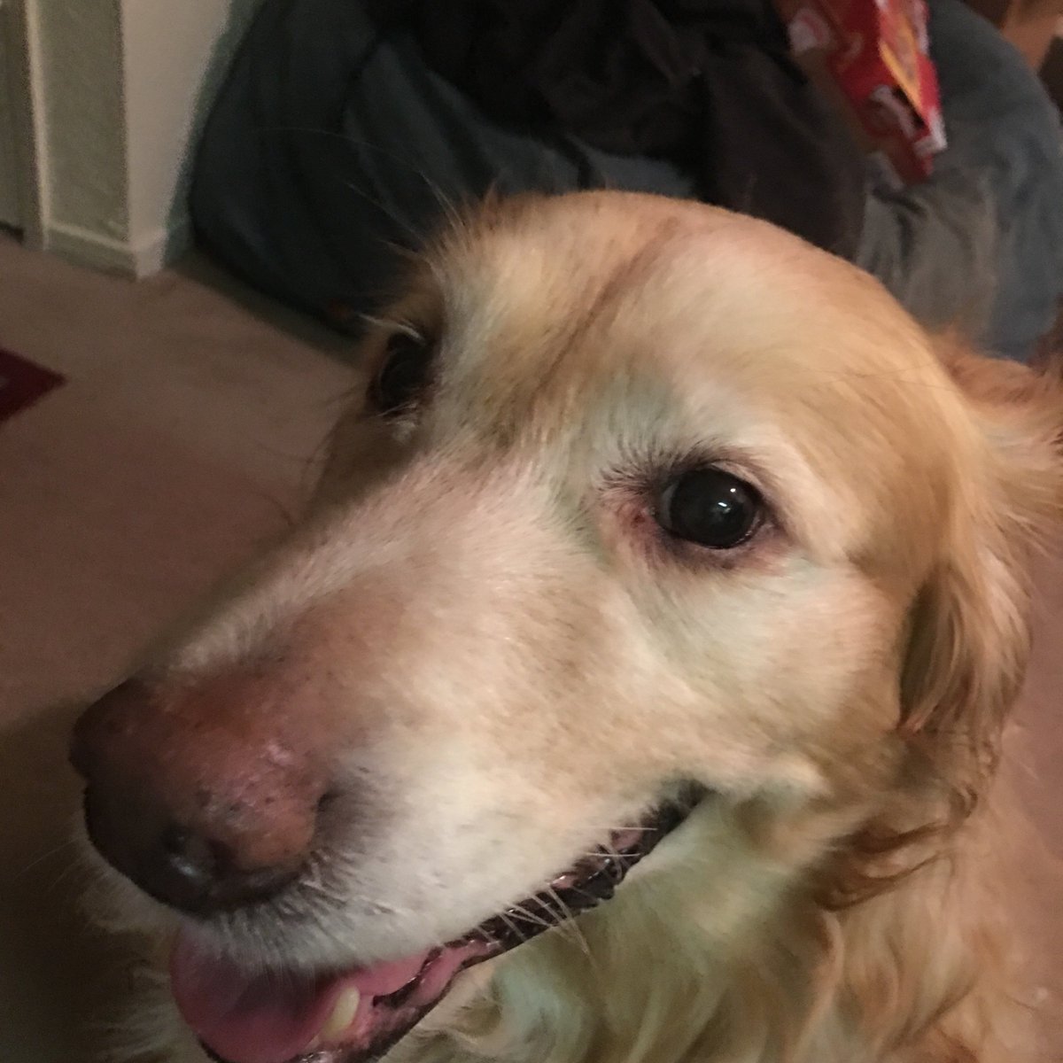 ColaDoggy's tweet photo. Happy mommy’s day, Mommy. I take a selfie for you because I love you and youre my mommy. @emberisolte https://t.co/Jin0hRhmLd