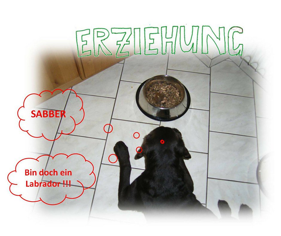 LabradorSeite tweet picture
