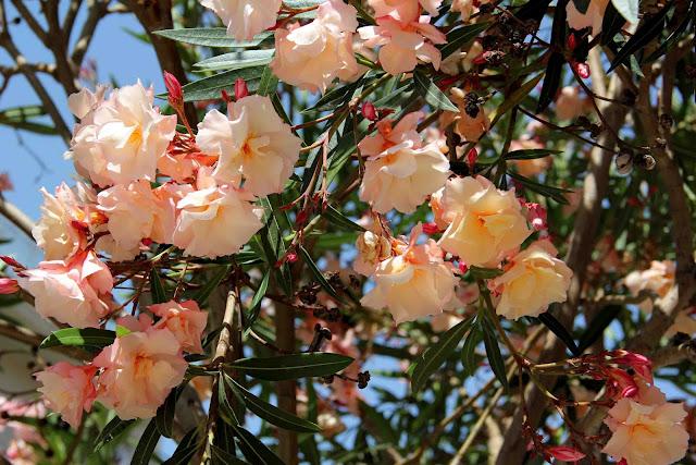 Цветущие деревья фото с названиями. Олеандр куст. Олеандр Peach Blossom. Красивоцветущие кустарники Египта. Олеандр Абхазия набережная.