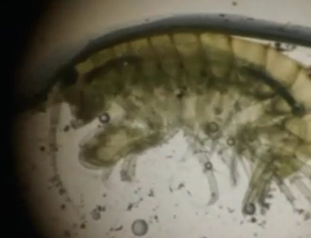 vane_vivas03's tweet photo. Look at the scud! Then there was that fly and water mite wrestling ๐ #Bio110sp16 @NutmegSomething https://t.co/43F2lJQlty