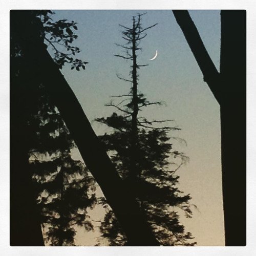 afterthebite's tweet photo. Day 8.. #newmoon #moonslivers #30x30challenge #sunset #comox... https://t.co/e6WoObWnav https://t.co/zmvnY1jeQX