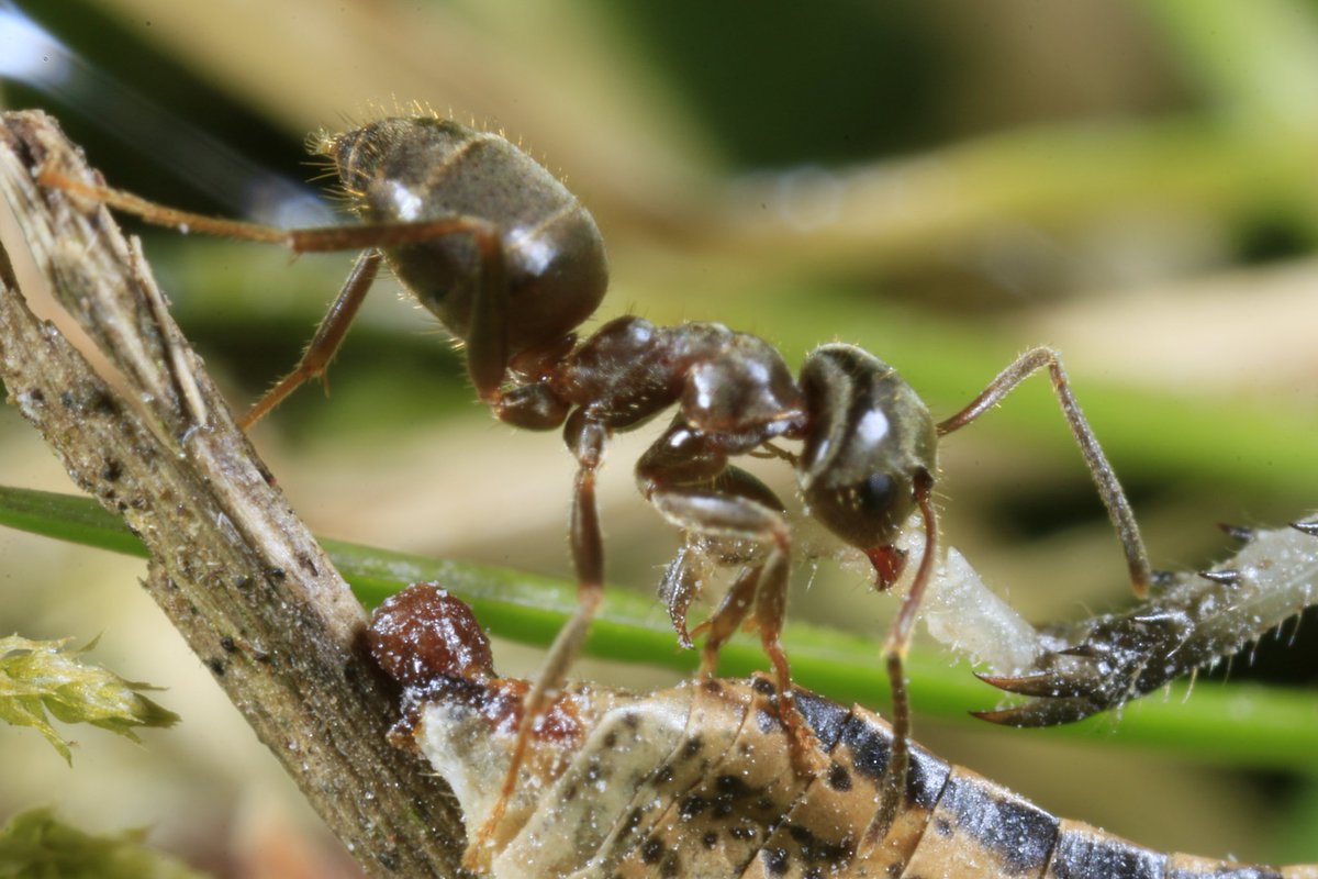 stefv_s's tweet image. #macro #photography @wextweets  #wexmondays @AP_Magazine  @MacroPhotoFun @MacroPictures