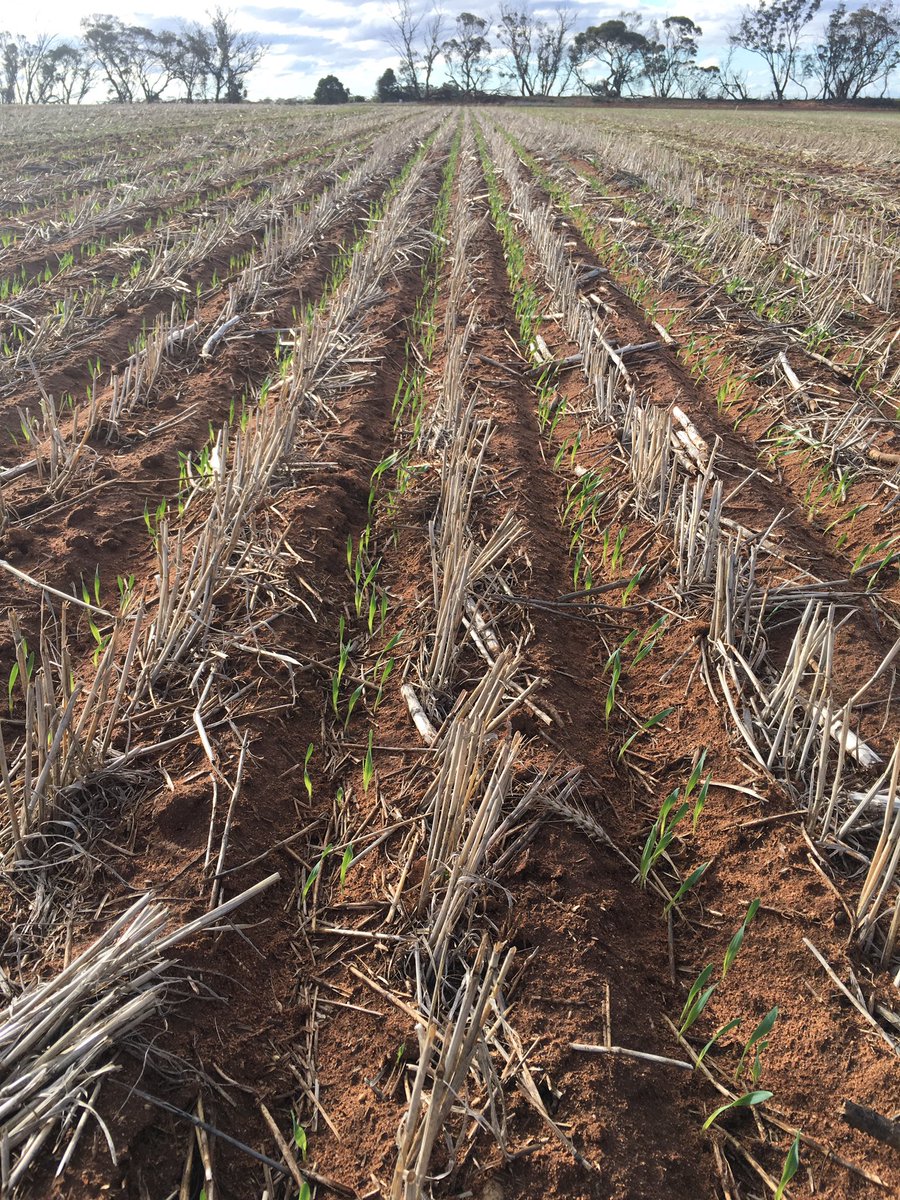 nevreilly's tweet image. #compass #pairedrow with #seedmaster