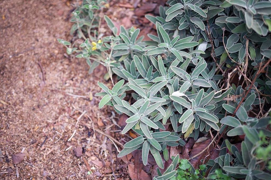 farm_cafe's tweet photo. Herbs are the best
#herbgarden #sage #collingwoodchildrensfarm #farmcafe #eatwell #growyourown #onmyytable #localp… https://t.co/Cs3fmavD3S
