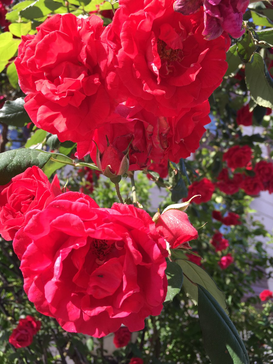 mkulunk's tweet photo. Evvele Selam/Ahîre Selam
Batıne Selam/Zahire Selam
"Gelin gül ile başlayalım söze ATA'larımıza uyarak.Güzel haftaola https://t.co/A9g7QiROq3