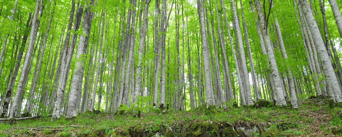 roundalia's tweet image. La Selva de Irati roundalia.com/selva-de-irati/