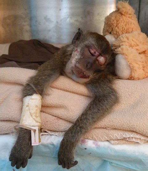 acres_sg's tweet photo. Hit by a vehicle and left for dead. ACRES rescued him. What happens next? Watch this space.
#ACRES #ACRESturns15 https://t.co/n1g6DcIaQ8