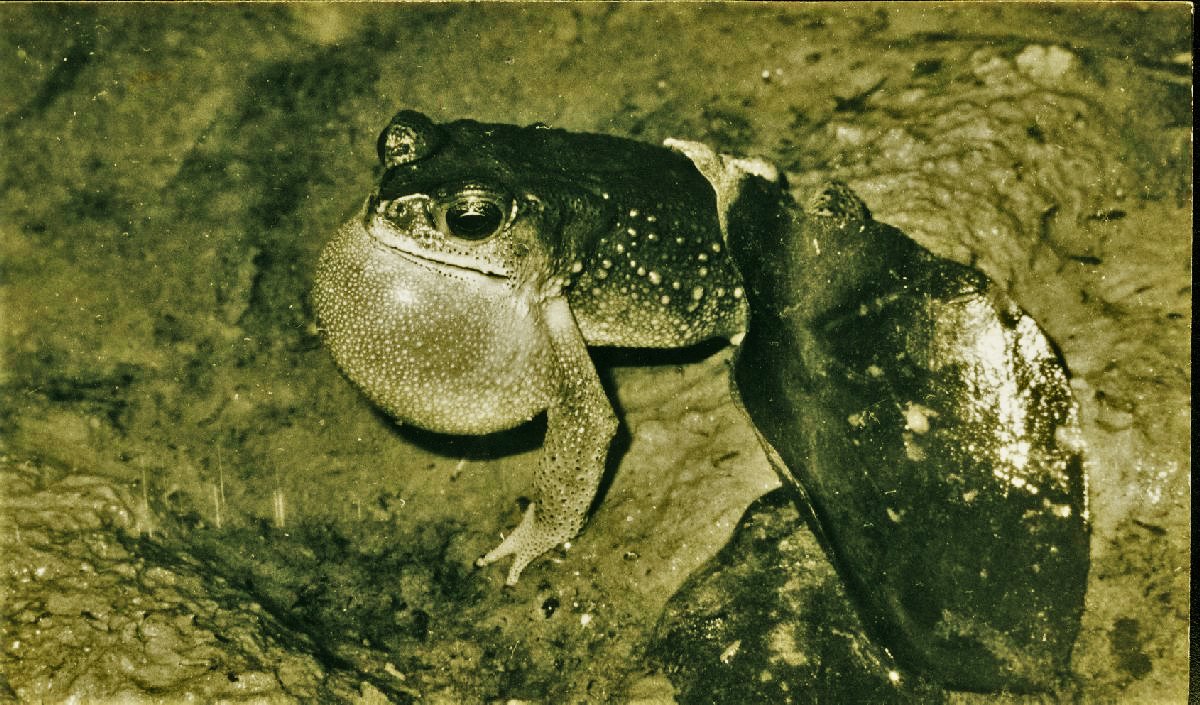 Not everything in the jungle has to be big to be impressive. <a href="/WWF/">WWF</a> <a href="/WildWalksNepal/">Wild Walks Nepal</a> <a href="/nature_org/">The Nature Conservancy</a> <a href="/planetwildlife/">PlanetWildlife</a>