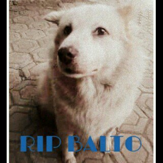 RinaDesynta's tweet photo. RIP Balto.. Thanks for the wonderful 16 years... Goodbye https://t.co/ZAI7c3ivTv