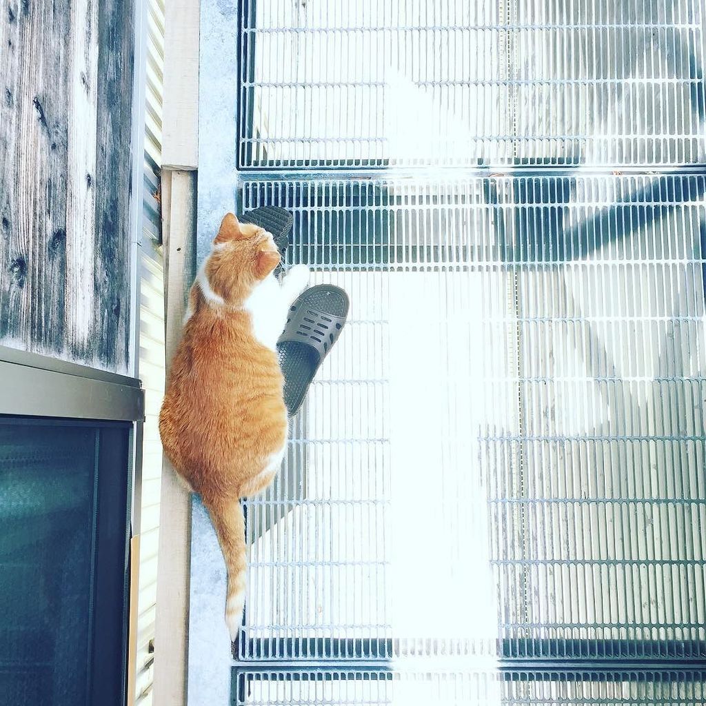 Chatchatcatcat's tweet photo. #jonco #johnko #instacat by shionpi https://t.co/TI1PhtZIvN