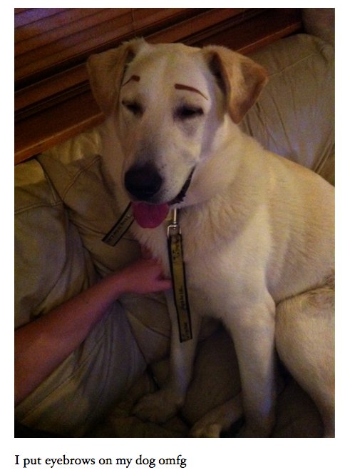 Animalist Network tweet media