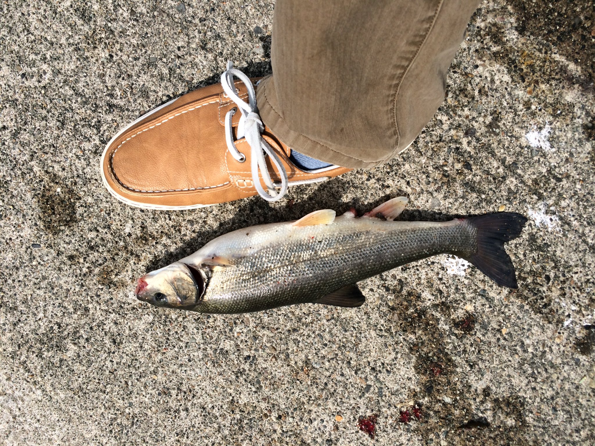 Mohu 海釣りに行ったら ウグイだけど30cm以上の魚が釣れた 今までで一番大きい獲物かも ウグイはあまり食べないらしいけど 持ち帰って塩焼き マズイと聞いていたけど 意外と美味いぞ でも 小骨が多いね T Co Idwsddltej Twitter