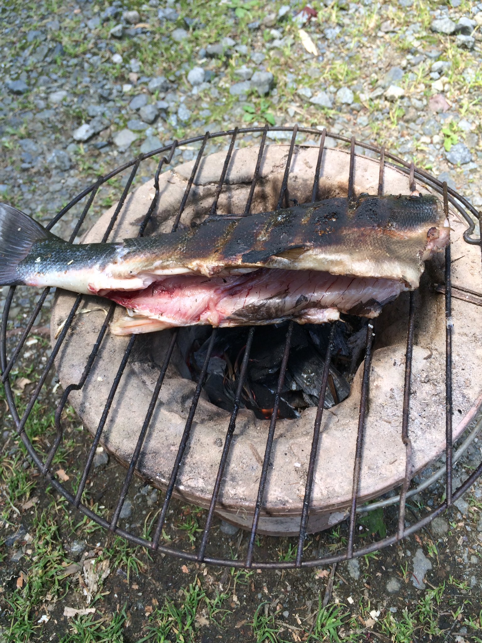 Mohu 海釣りに行ったら ウグイだけど30cm以上の魚が釣れた 今までで一番大きい獲物かも ウグイ はあまり食べないらしいけど 持ち帰って塩焼き マズイと聞いていたけど 意外と美味いぞ でも 小骨が多いね T Co Idwsddltej Twitter