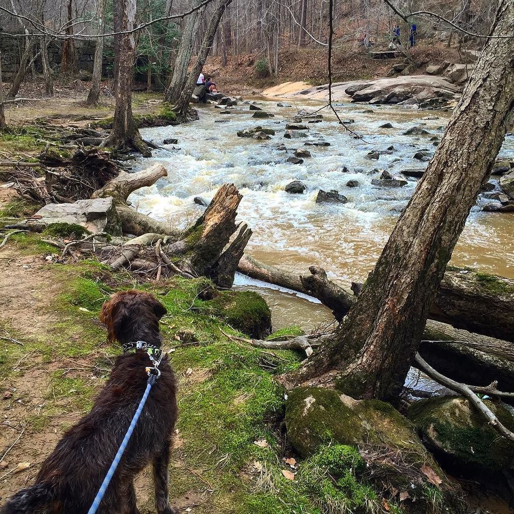 ninatsa's tweet image. Sunday stroll Girl got ups #griffsofinstagram #griffonsofinstagram #griffstagram #communitygriff #wpgoftheday #guil…