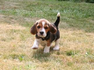 iRazasdePerros's tweet photo. Raza: Beagle-Harrier
Origen: Francia
Peso: 18 a 23 kg
Tamaño: Mediano
Carácter: Enérgico Leal Calmado Determinado https://t.co/M5ns1IbS52