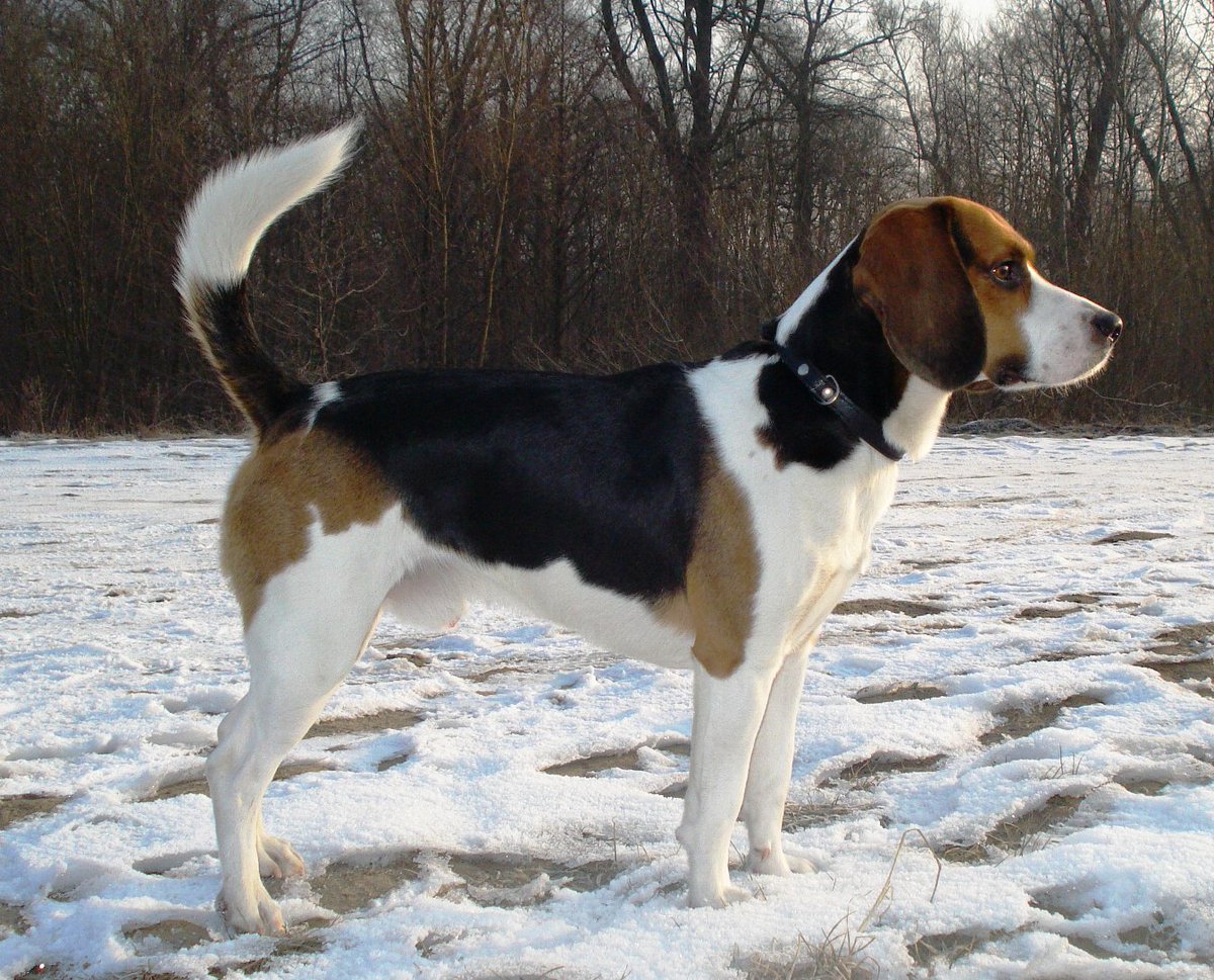 iRazasdePerros's tweet photo. Raza: Beagle-Harrier
Origen: Francia
Peso: 18 a 23 kg
Tamaño: Mediano
Carácter: Enérgico Leal Calmado Determinado https://t.co/M5ns1IbS52