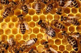 According to Albert Einstein if honey bees disappeared, humans would be dead within 4 years.