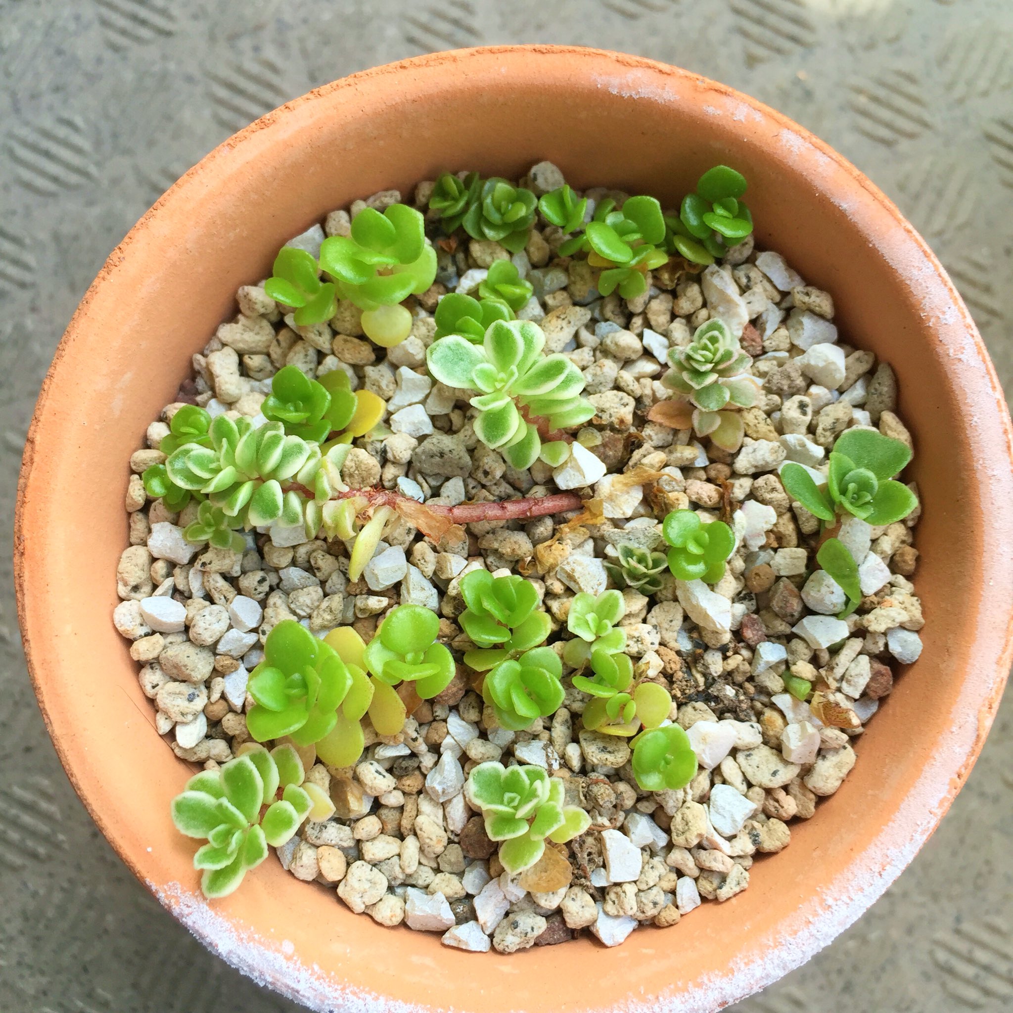 タミ 斑入りだったマンネングサ 葉挿しのものは先祖返りして 斑がなくなってる 挿し穂にした方が良いみたいです が これはこれで 育てます ｰ セダム 多肉植物 T Co Rpvau9ymoy Twitter