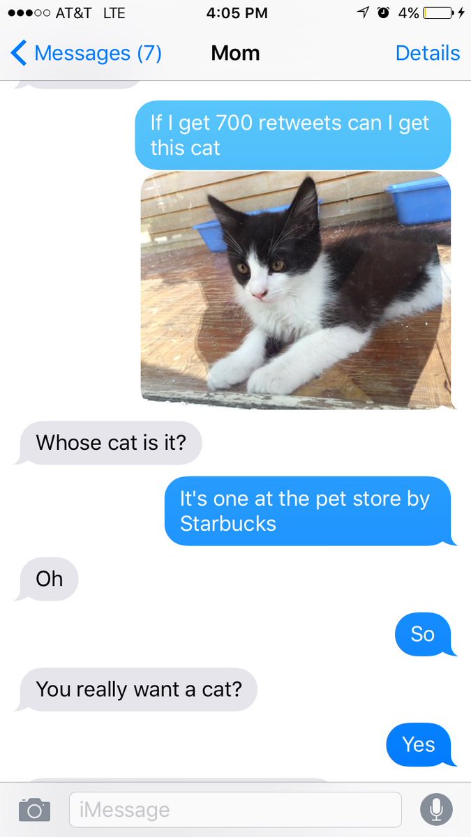 MaggieMesmerize's tweet photo. GUYS MY MOM SAID IF I GET 700 RTS I CAN GET A CAT IM SHAKING ( plz rt omg ) https://t.co/tGLlABM5bj