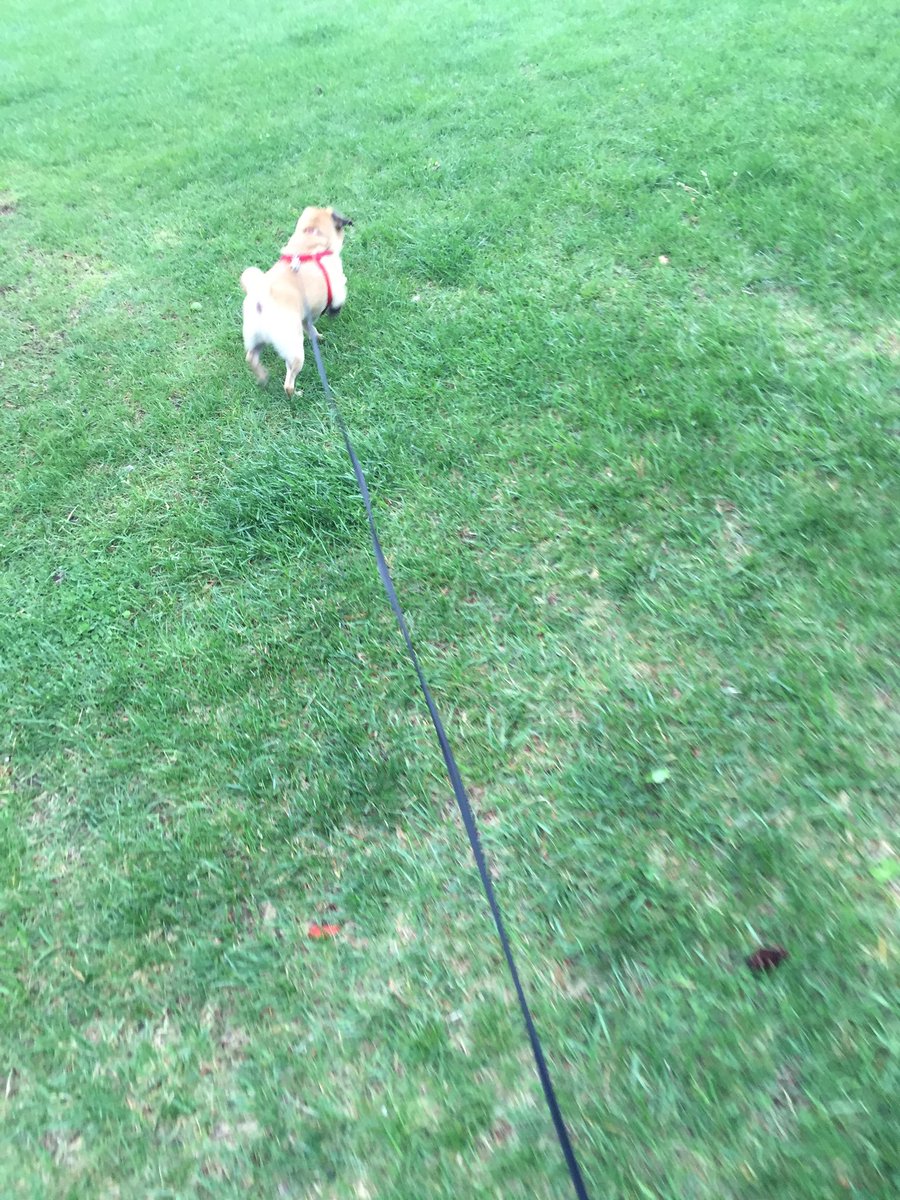 OtisThePug13's tweet photo. I just want to be free. #leashproblems https://t.co/QEjbpUiqsG