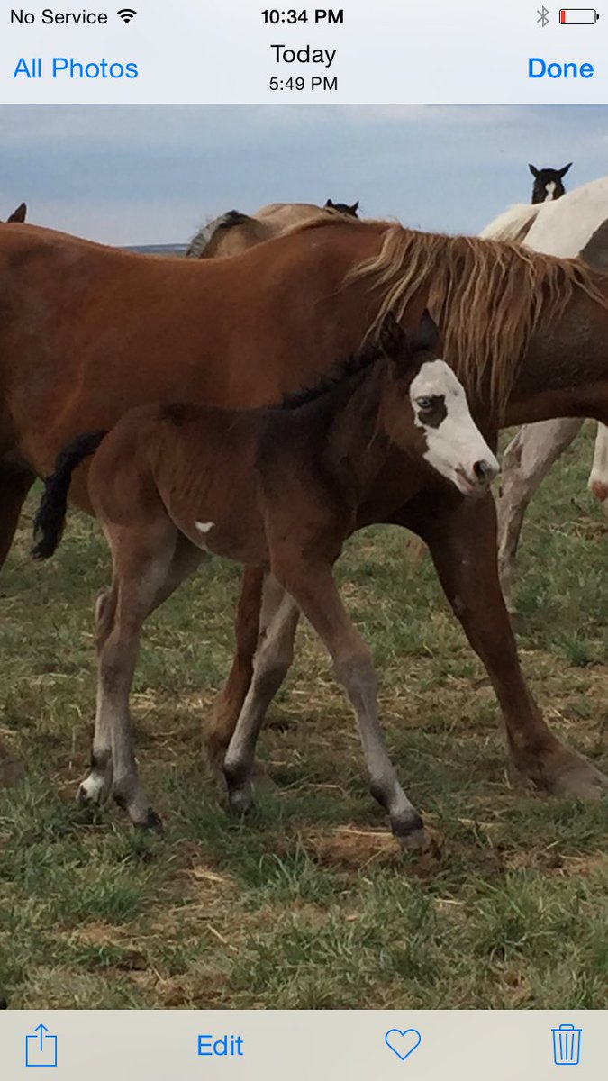 Here is <a href="/CS_Rodeo/">CS Rodeo</a> Grated Coconut and Lunatic Party baby